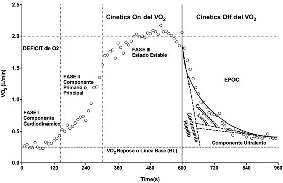 Modelo descriptivo de tres
fases para la cinética on y off del
consumo de oxígeno, y el proceso de recuperación post ejercicio, en base a un
ejercicio de carga constante.