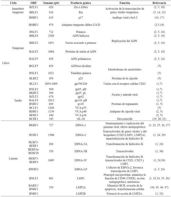 Clasificación y función de los productos
génicos de EBV según etapa de expresión.