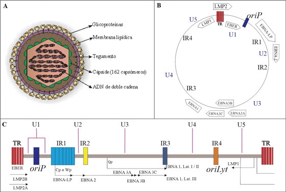 Mofología y estructura genómica del Virus
de Epstein-Barr. Adaptado de OK CY, et al78. A) Se muestra la morfología del
virus de Epstein-barr. La envoltura contiene varias glicoproteínas que son
esenciales para la selección del huésped, el reconocimiento del receptor y la
entrada viral a la célula2. B) Forma episomal del genoma viral. C) El genoma
del EBV está organizado 85 ORFs, inicialmente basados en la posición y
orientación relativa dentro del mapa de enlace del fragmento de restricción
BamHI del genoma del ailamiento B95-8, p y posteriormente ampliados tras el
secuenciamiento de otros aislamientos virales. Se muestran las secuencias
repetitivas terminales (TR) que flanquean el genoma, este se encuentra dividido
en cinco dominios de secuencia (U1-U5) por los cuatro dominios de repetición
directos internos principales (IR1-IR4). También se muestran las posiciones de
la infección latente (oriP) y lıtica (oriLyt) de la replicación del ADN3, 76.