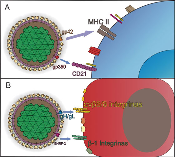 Mecanismos de entrada de EBV a células
blanco. Adaptado de Stanfield y Luftig
77

. A) La infección de los linfocitos B
vírgenes comienza por la unión de la glicoproteína de la envoltura viral,
gp350/220 al receptor del complemento tipo 2, o CD21 o al CD35. Tras la
fijación del virus a las células B, una segunda molécula, gp42, es escindido en
su dominio transmembrana, generando una proteína soluble, que interactúa con su
receptor, el Complejo Mayor de Histocompatibilidad clase II, MHC II2. B) En las células epiteliales, la
entrada se da por fusión directa con la membrana plasmática del hospedero, y
requiere la unión del complejo gH/gL con las integrinas αvβ5, αvβ6 y αvβ8, a
través del motivo de unión a integrina KGD, lo que posiblemente induce un
cambio conformacional en el complejo, que facilita la unión de gB y desata la
fusión
2, 77
.