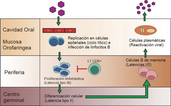 Ciclo del virus de Epstein-Barr. Adaptado
de Jha T, et al
2

. Una vez infectado el linfocito B virgen, el virus ingresa en
el programa de crecimiento o latencia tipo III, donde expresa la totalidad de sus
antígenos e induce la transformación y multiplicación celular, generando
linfoblastos que al ser altamente inmunogénicos activan la respuesta de los
linfocitos T citotóxicos
30

. A continuación, tres de las proteínas nucleares virales,
regulan negativamente el programa de crecimiento, latencia tipo II, que permite
la posterior migración de la célula a los folículos linfoides para iniciar la
reacción del centro germinal; una vez generadas las células B de memoria, estas
pueden salir a la circulación donde hay un silenciamiento total de la expresión
génica, llamada también latencia tipo 0. Eventualmente los linfocitos B de
memoria se dividen y así mismo expresan una única proteína nuclear viral,
EBNA-1, entrando en latencia tipo I, o migran a las amígdalas reactivando el
ciclo lítico
2

.