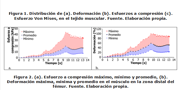 Figura 6. Distribución de (a). Deformación (b). Esfuerzos a compresión (c). Esfuerzo Von Mises, en el tejido muscular. Fuente. Elaboración propia.

 
Figura 7. (a). Esfuerzo a compresión máximo, mínimo y promedio, (b). Deformación máxima, mínima y promedio en el músculo en la zona distal del fémur. Fuente. Elaboración propia.
