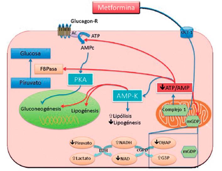 Costo De La Metformin