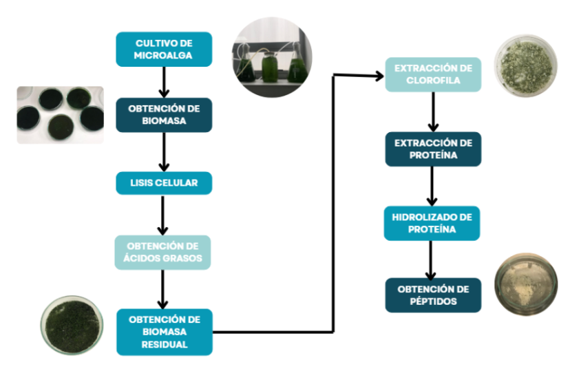 Graphical abstract