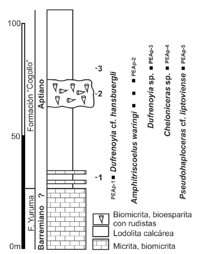 Columna generalizada de la sucesión sedimentaria de los depósitos de la parte alta de la Formación Yuruma y de la parte baja de la Formación "Cogollo" con los puntos de colecta 1, 2 y 3. 