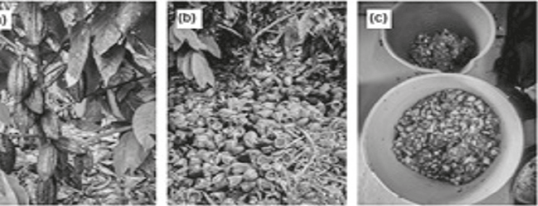 Obtención de la biomasa vegetal cáscara de cacao Theobroma cacao L. Donde (a) corresponde al fruto de cacao Theobroma cacao L. en el cultivo; (b) biomasa vegetal cáscara de cacao y (c) troceado de cáscara de cacao.