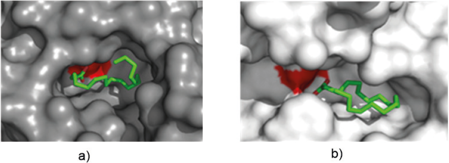 Resultados de docking para a) CALB (PDB 5A71)-ácido oleico y b) TLL (PDB 1DTE)-ácido oleico en su complejo más estable. Se empleó el programa Pymol 0.99rc6 para la visualización de los resultados. En color rojo se muestra la superficie del residuo Ser que hace parte de la triada catalítica de cada enzima y en verde el ácido oleico (sustrato)