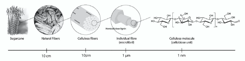 Hierarchical structure of natural fibers describing the size ratio, composition, and structure of cellulose using sugarcane as natural source