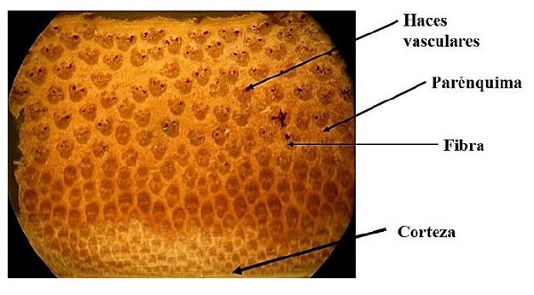 Imagen por estereoscopio de la microestructura de la pared de un culmo de Guadua angustifolia Kunth.