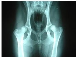X-ray of the hip of a dog with hip dysplasia