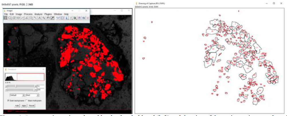 Arsenopyrite grains selected by the threshold tool (left) and drawing of the grains perimeter selected and counted by the analyze particle tool in IMAGE-J (right)